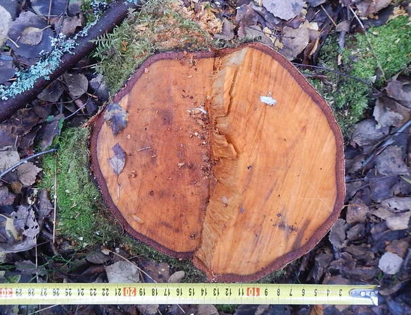 В Губахе в суд направлено уголовное дело о незаконной рубке деревьев