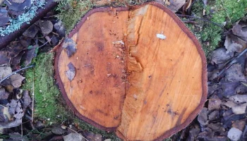 В Губахе в суд направлено уголовное дело о незаконной рубке деревьев